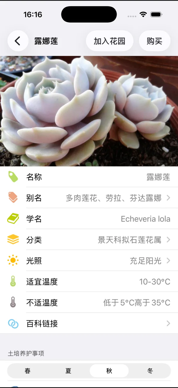 A Chinese-language Love Plants screen with care information for Echeveria 'Lola'.